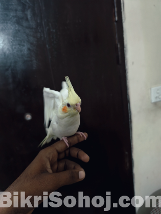 ককাটেল
